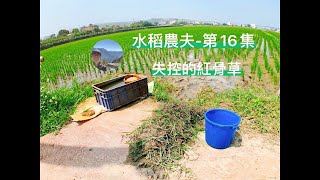 【水稻農夫-第16集】失控的紅骨草（雙穗雀稗）Taiwan Rice ... 