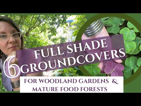 Video: Suggestions For Shade Ground Cover