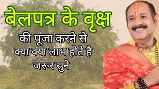 बेलपत्र के वृक्ष की पूजा करने से क्या लाभ है जरूर सुने | pradeepmishra viral like