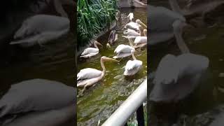 Zoo Duck