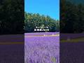 【車なしで行く】夏の北海道ひとり旅① #富良野 #ラベンダー #美瑛 #新千歳空港