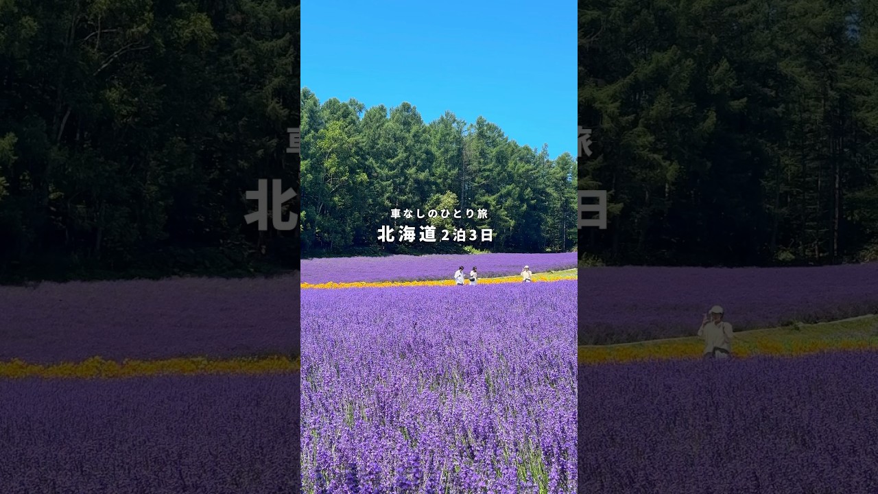 【車なしで行く】夏の北海道ひとり旅① #富良野 #ラベンダー #美瑛 #新千歳空港