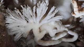 Grotte de France