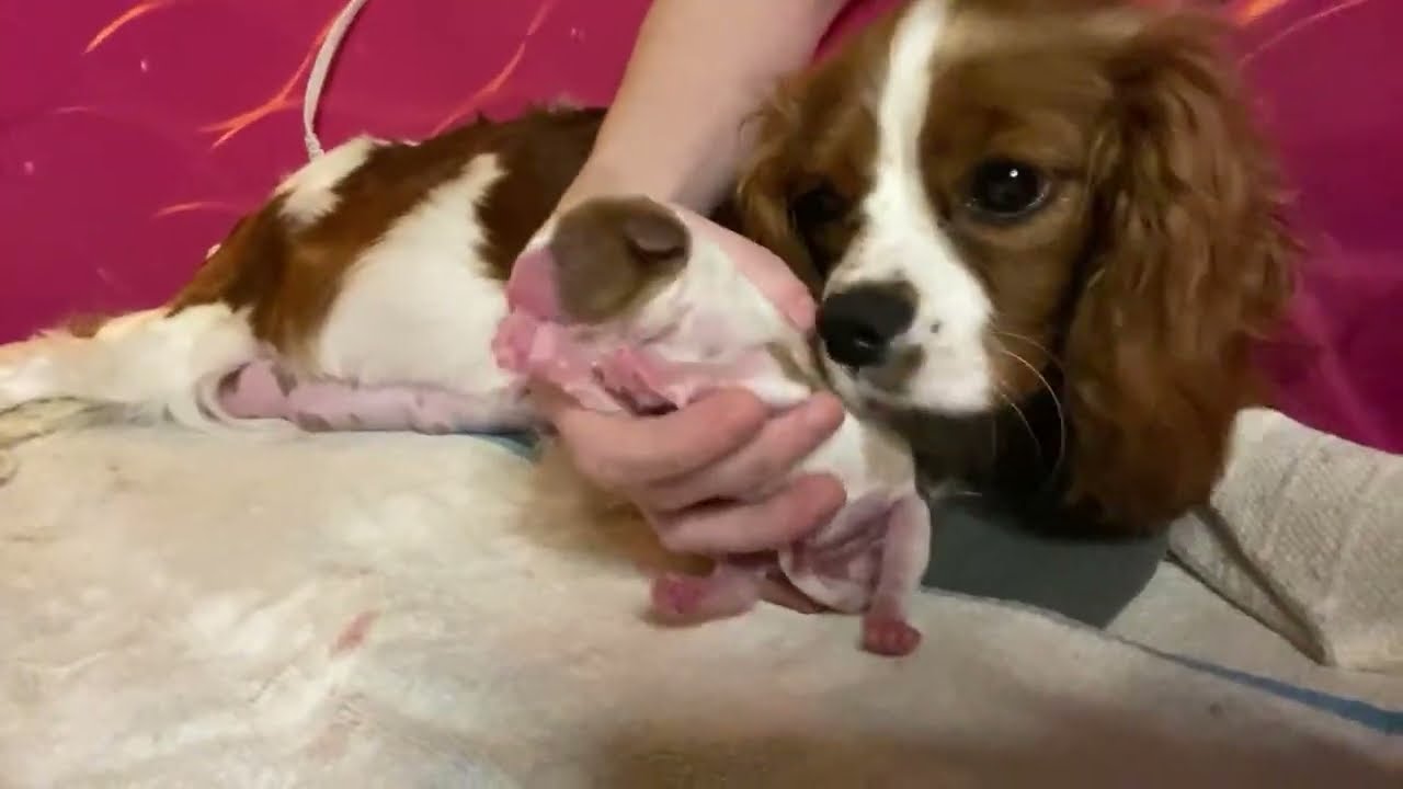 Remy Whelps her First Litter of Puppies YouTube