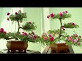 Bonsai Hoa Mười Giờ Màu Đỏ Đẹp Rực Rỡ Với Cách Làm Đơn Giản Nhất