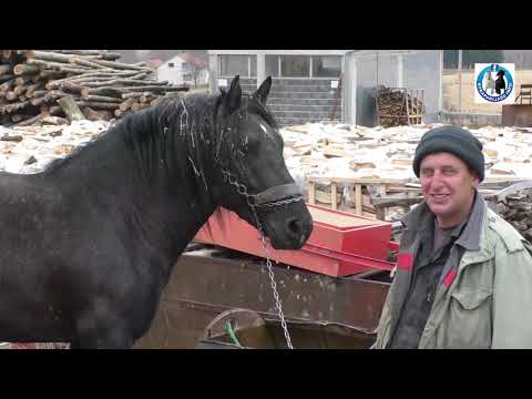 -Zimska ishrana i tretman konja u štali Drvodex-a i Gas Petrola -(horse nutrition and breeding)