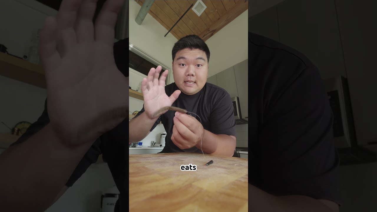 The Free Rig Masterclass 🇰🇷 