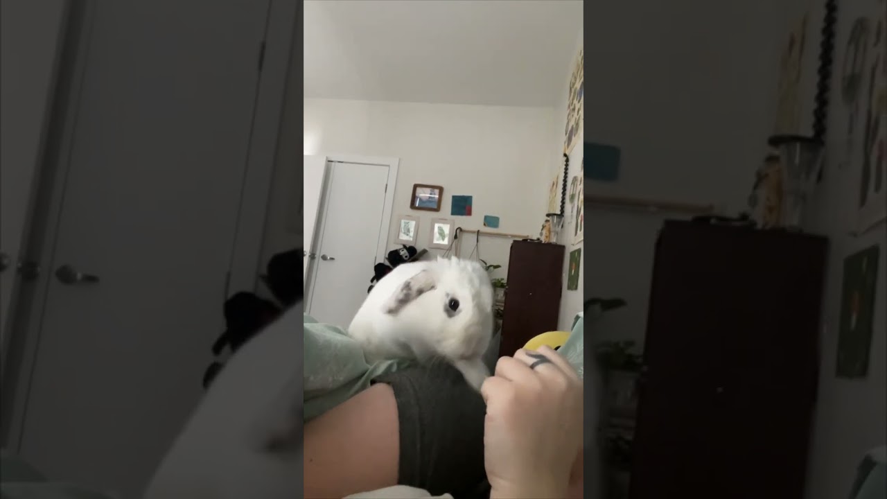 Rabbit Wakes up Owner after Breakfast