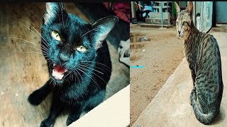 Cat Cute Family Life