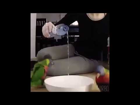 interstellbirb