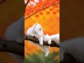 осенний привет от Кузи на жёлтом дереве