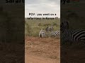 Zebras In The Wild Be Sure To Check Out One Day In Kenya Vlog Out Now On My YouTube Channel 