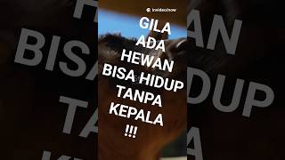 Gila Ada Hewan Bisa Hidup Tanpa Kepala! #menarik #kuislucu #populer #fakta #horror