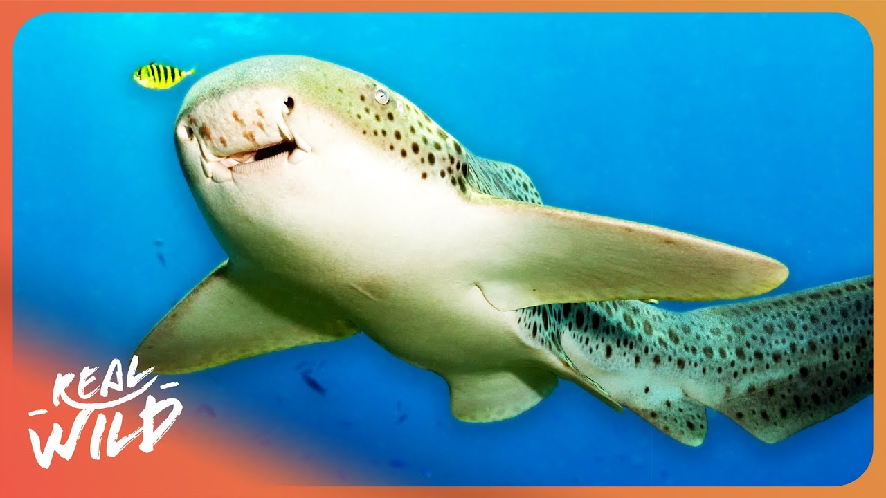 ☆レア盤 レゲエ THE SHARKS HOW COULD I LIVE The Sharks – How Could