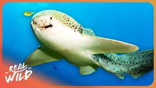 RARE ANIMAL FACTS TO FALL ASLEEP TO