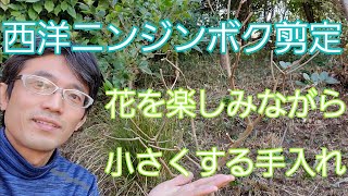 セイヨウニンジンボクの剪定 花を楽しみながら 小さくする手入れ Youtube セイヨウニンジンボクの剪定 花を楽しみながら 小さくする手入れ Youtube