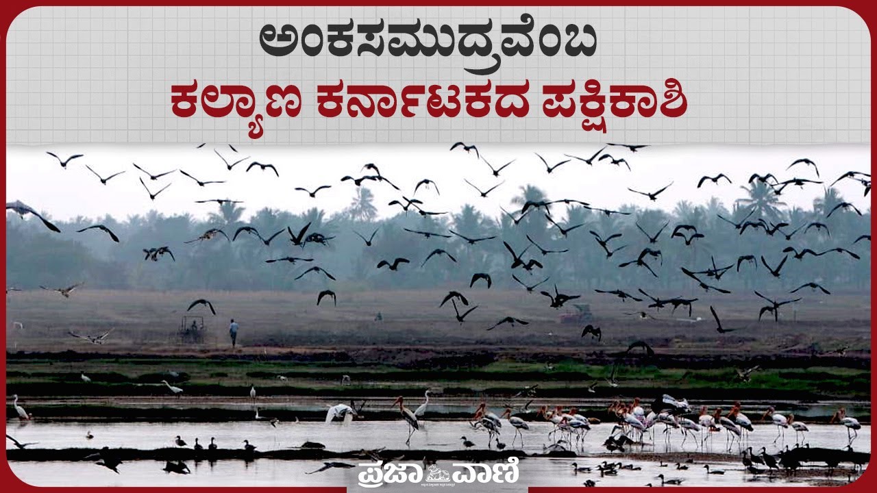 ಅಂಕಸಮುದ್ರವೆಂಬ ಕಲ್ಯಾಣ ಕರ್ನಾಟಕದ ಪಕ್ಷಿಕಾಶಿ | Ankasamudra