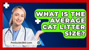 What Is The Average Cat Litter Size? - PetGuide360.com