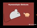 Hymenolepis Diminuta And Dipylidium Caninum ديدان الجهاز الهضمي الشريطية
