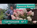 Обрезка гортензии метельчатой | Ванила Фрайз | Hydrangea paniculata Vanille Fraise