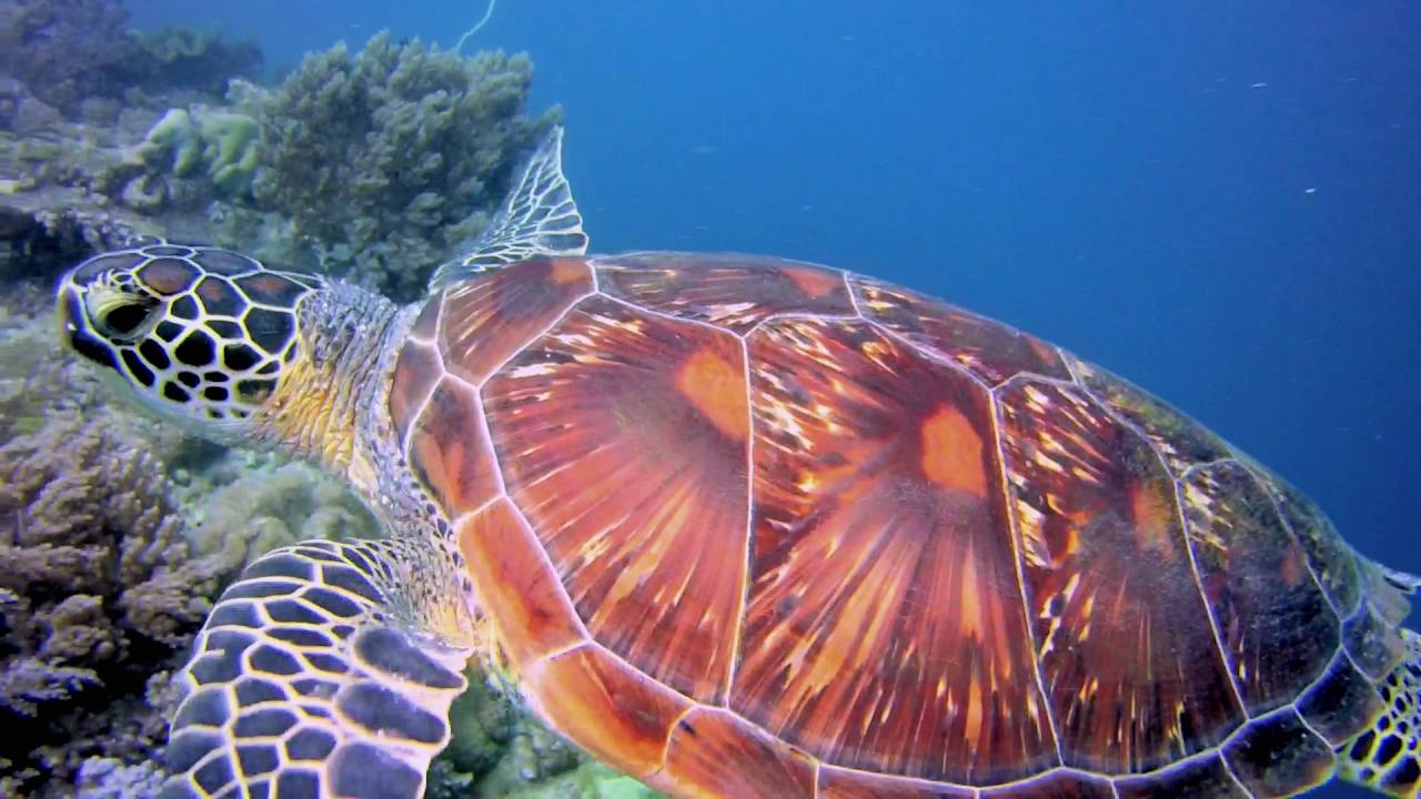 Diving the Philippines