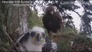 Bucovina ~ Mom Spends Time On Nest Preening Her Eaglet! Soft Chitterings Of Contentment! 💕 6.14.21 screenshot 5
