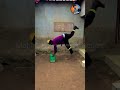 Very special trending funny comedy video #comedy #funnyshorts #ytshorts #foryou