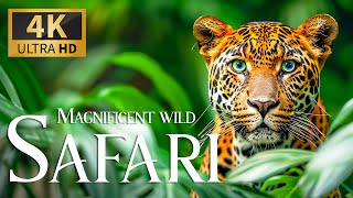 Magnificent Wildlife Safari 4K 🐾 Discovery Wonderful Wild Film With Relax Piano Music & Real Sound