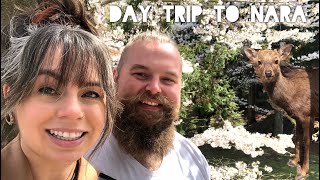 Nara Day Trip- Deer, Temples &amp; So Many Sakura Trees!