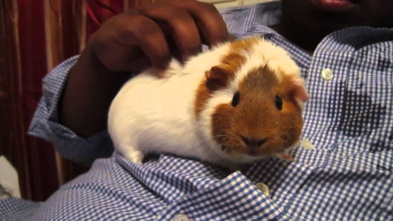 Guinea Pig massage YouTube