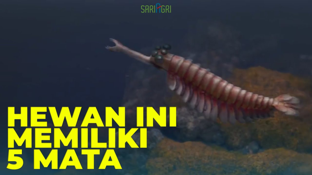 Ilmuwan Kembali Temukan Hewan Aneh Bermata Lima