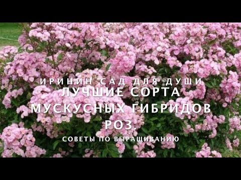 Video: Гибрид Aquilegia (28 сүрөт): уруктан ачык жерге чөптүү өсүмдүктөрдү өстүрүү. 