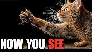 How Cat Claws Really Work — It’s Not What You Think
