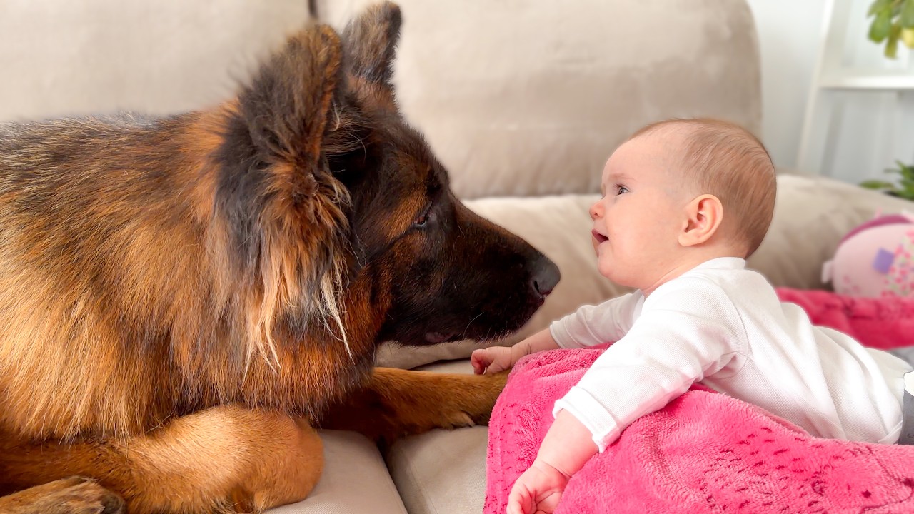 German Shepherd Can’t Stop Kissing the Baby