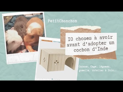Vidéo: 10 choses que vous devez obtenir avant d'adopter un cochon d'Inde