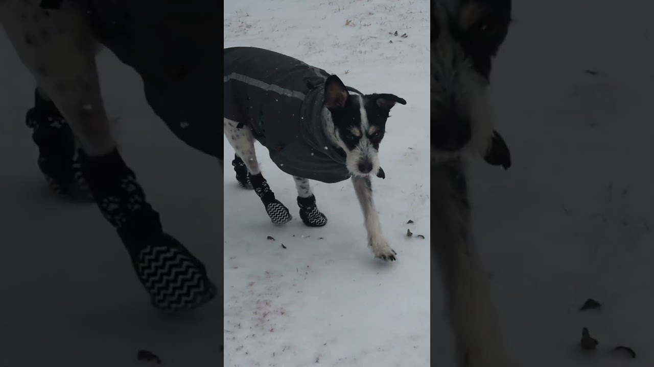 Dog playing in ice/snow. 