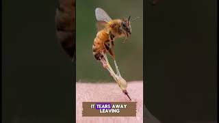 Have you ever been stung by a bee? 🤔 # #nature #naturedocumentary #honey #animals