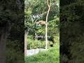 Monkey Jump 🐒#monkey #monkeyvideo #zoo #trivandrumzoo #tourism