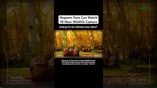 #Hoppers fans, watch #Pixar’s #WildlifeCamera! #Disney #Nature #Wildlife #Lizard #Relax #Cozy #ASMR