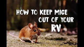 How To Prevent Mice In Your RV & Deal With Their Mess
