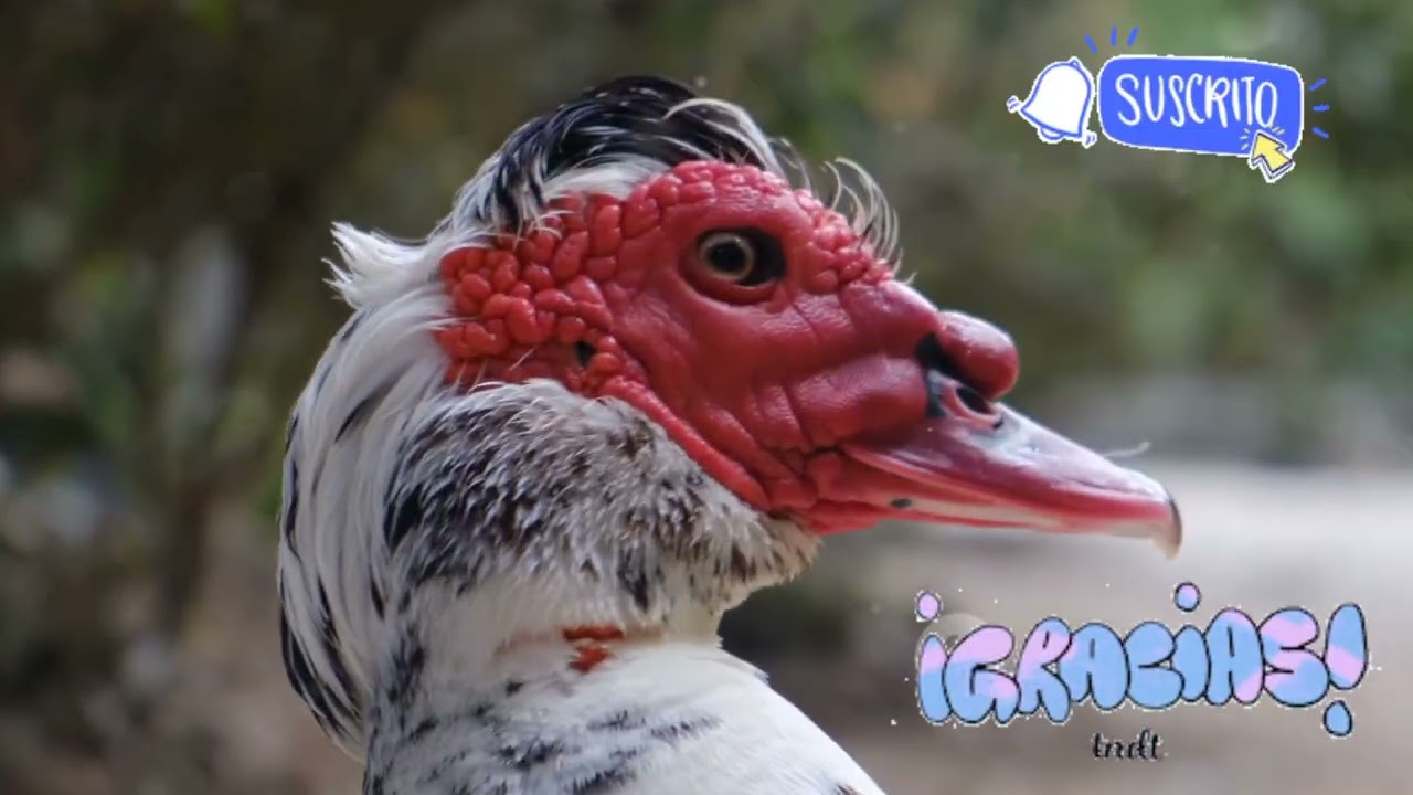 10 COSAS INCREÍBLES SOBRE LOS PATOS