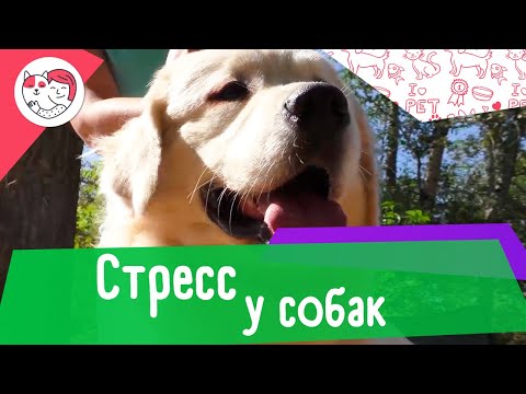 5 признаков собачьего стресса