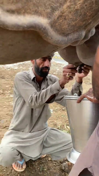 Camel Milking MashAllah #khadijafarhanvlogs #camel #familylife #foryou subscribers my Chanel Plz
