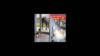 Tiny dog vs big dog 🐕 When the glass door opens 😂 #dog #funny #viral #fyp #doglife