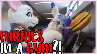 Furries INVADE Your Gym. WYD?