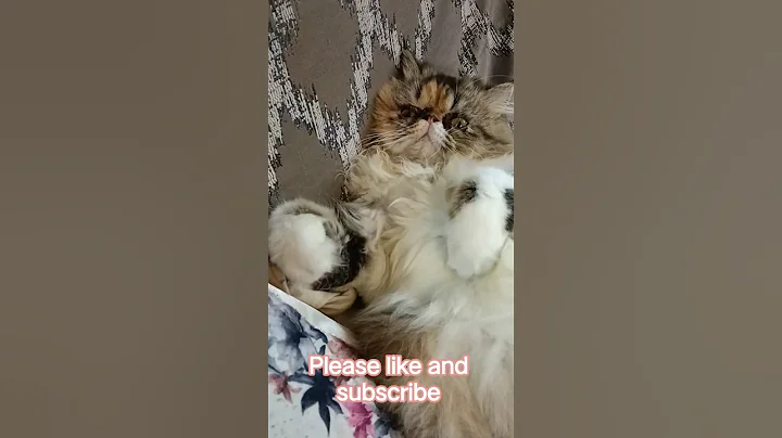 Video 11813141: cat kitten cute, bath