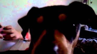 Evil Dog Talking And Saying Fuc You