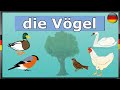 Birds in German - die Vögel | Learn German | Vocabulary