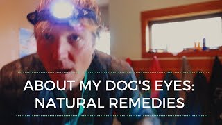 About My Dog's Eyes...Effective Natural Remedies