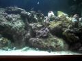 Saltwater fish tank